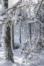 Winter snow clad trees in Scotland