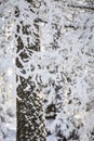 Winter snow clad trees in Scotland