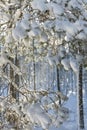 Winter snow clad trees in Scotland