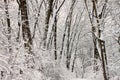 Winter Snow Forest Background Royalty Free Stock Photo