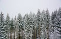 The great forests covered with snow