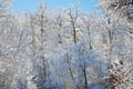A Landscape of a Beautiful Winter