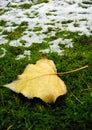 Winter snow coming towards a fall leaf Royalty Free Stock Photo