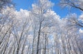 Winter snow-covered birch branches against the blue sky in sunny weather Royalty Free Stock Photo