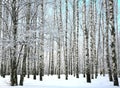 Winter snow covered birch branches on blue sky Royalty Free Stock Photo