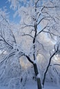 winter snow-covered branches against a blue sky Royalty Free Stock Photo