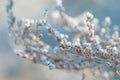 Winter snow-covered branches Royalty Free Stock Photo