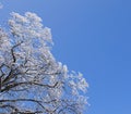 Winter snow-covered branches, rime on branches, on clean blue background Royalty Free Stock Photo