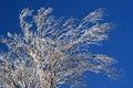 Snow-covered branches against the blue sky Royalty Free Stock Photo