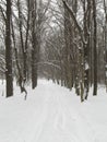 Winter snow covered foliar forest