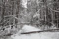 Winter snow-covered forest. The fallen tree blocked the road Royalty Free Stock Photo