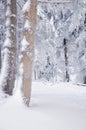 Winter snow-covered forest