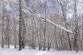 Winter snow-covered forest with a large broken birch hanging on other trees