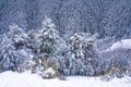 Winter snow-covered forest in the mountains. Mountain peaks covered with snow in winter. Picturesque and gorgeous winter Royalty Free Stock Photo