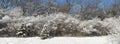 Winter Snow Covered Forest Panoramic, Panorama, or Banner