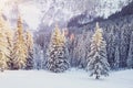 winter snow covered pine trees forest Royalty Free Stock Photo