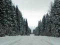 Winter snow-covered road. Beautiful forest, nature and road covered with snow. Details and close-up. Royalty Free Stock Photo