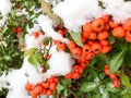 Winter snow covered rowan berry branch