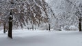 Winter Snow Covered Trees Royalty Free Stock Photo