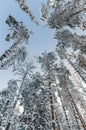 Winter snow covered treetops against the blue sky. Eston Royalty Free Stock Photo