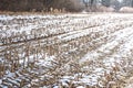 Winter snow covering a field of corn stubble after harvest Royalty Free Stock Photo