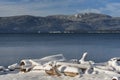 Winter Snow on Driftwood Royalty Free Stock Photo