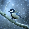 Winter snow falling, Great Tit Parus major cool colors Royalty Free Stock Photo