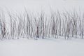 Winter snow falling on log cabin in san isabel national forest Royalty Free Stock Photo