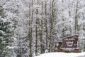 Winter snow falling on san isabel national forest