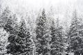 Winter snow falling on san isabel national forest Royalty Free Stock Photo
