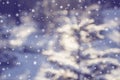 Whinter snow forest, dephocused season background Royalty Free Stock Photo