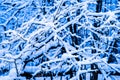 Winter Snow Forest 2 Royalty Free Stock Photo