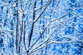 Winter Snow Forest 7 Royalty Free Stock Photo