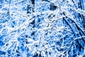 Winter Snow Forest 12 Royalty Free Stock Photo