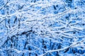Winter Snow Forest 10 Royalty Free Stock Photo