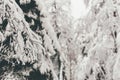 Winter Snow Forest at Finnish Saami Farm in Rovaniemi Royalty Free Stock Photo