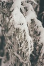 Winter Snow Forest at Finnish Saami Farm in Rovaniemi Royalty Free Stock Photo