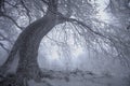 Winter snow forest. Snow lies on the branches of trees. Frosty and foggy snowy weather. Beautiful winter forest landscape. Royalty Free Stock Photo