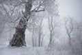 Winter snow forest. Snow lies on the branches of trees. Frosty and foggy snowy weather. Beautiful winter forest landscape. Royalty Free Stock Photo