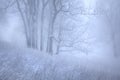 Winter snow forest. Snow lies on the branches of trees. Frosty and foggy snowy weather. Beautiful winter forest landscape. Royalty Free Stock Photo