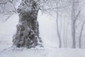 Winter snow forest. Snow lies on the branches of trees. Frosty and foggy snowy weather. Beautiful winter forest landscape. Royalty Free Stock Photo