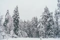 Winter Snow Forest in Rovaniemi Royalty Free Stock Photo