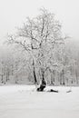 Winter in the snow forest. Solitary tree in winter, snowy landscape with snow and fog, foggy forest in the background. Cold winter Royalty Free Stock Photo