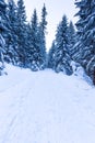 Winter snow forest trail view. Snowy winter forest road Royalty Free Stock Photo
