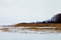 Winter snow frozen lake with brown grass and reeds Royalty Free Stock Photo