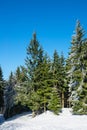 Winter with snow in the Giant Mountains, Czech Republic Royalty Free Stock Photo