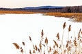 Winter snow and ice covered pond and phragmites