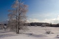 Winter snow landscape, birch tree, pine trees, High Fens, Belgium Royalty Free Stock Photo