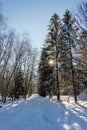 Winter snow landscape with forest and sun