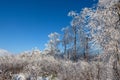 Winter snow landscape, High Fens, Belgium Royalty Free Stock Photo